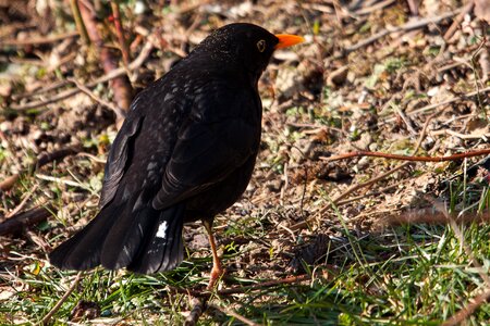 Bird songbird animal photo