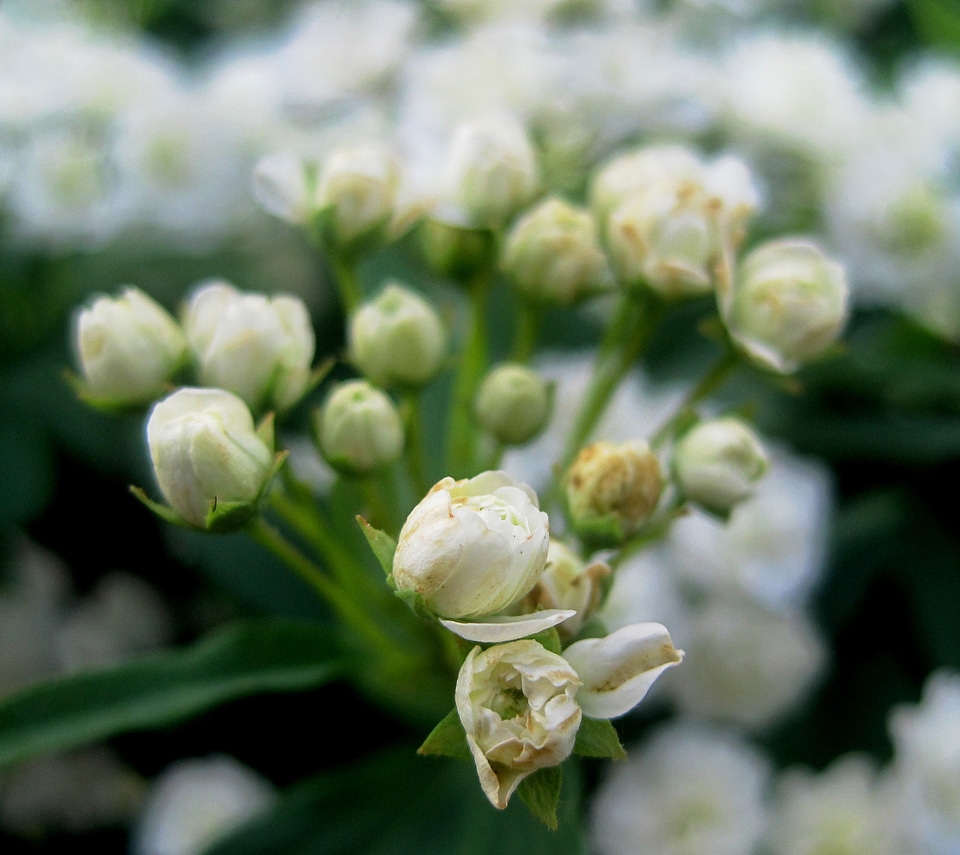 Opening summer shrub
