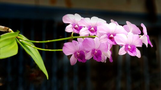 Pink nature flora
