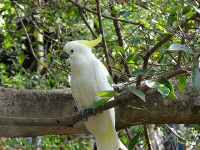 Tree animal parrot photo