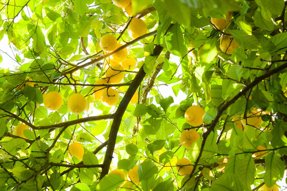 Citron citrum light