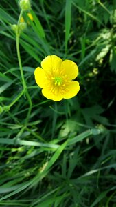 Flower yellow summer photo