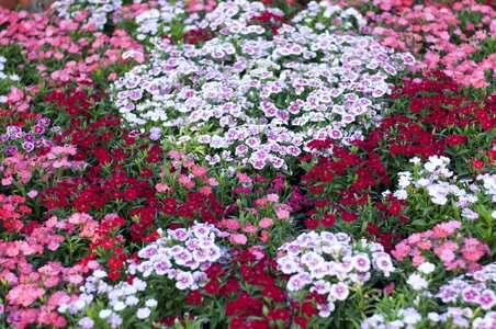 Nature summer color