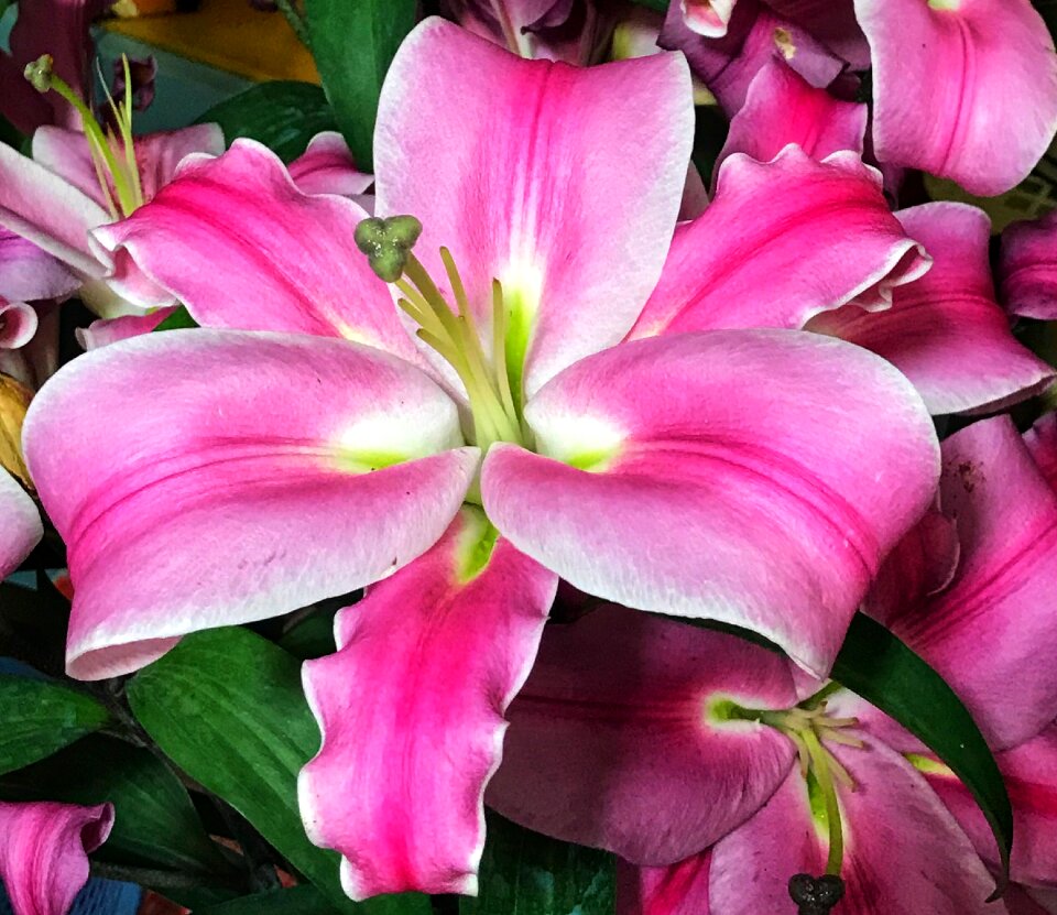 Garden petal lily