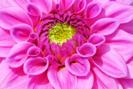 Nature petal dahlia photo