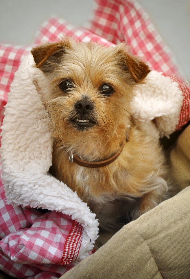 Small dog cute animal portrait
