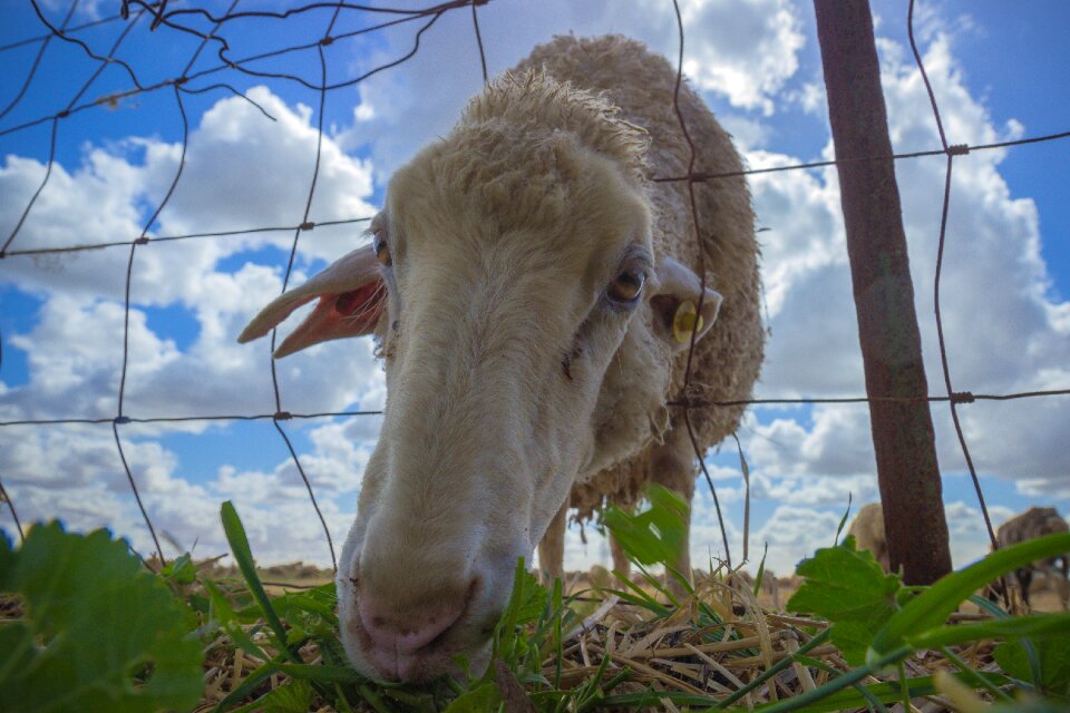 Grass outdoors sheep