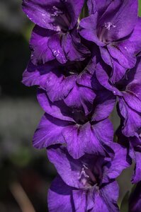 Nature garden violet