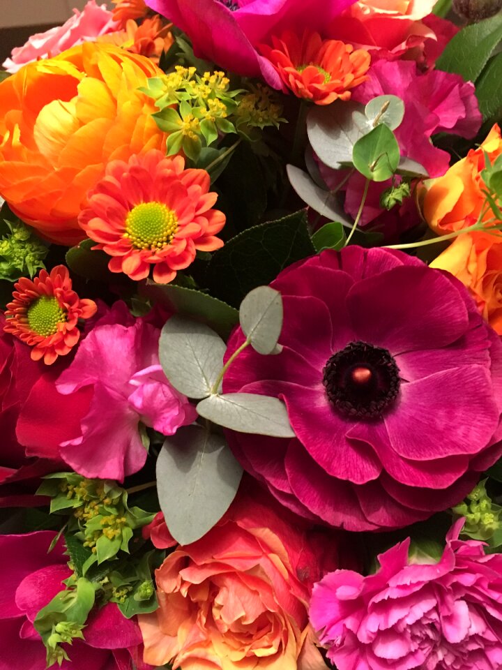 Petal nature summer