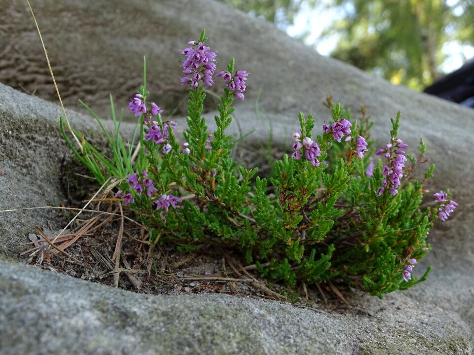 Macro stones nature