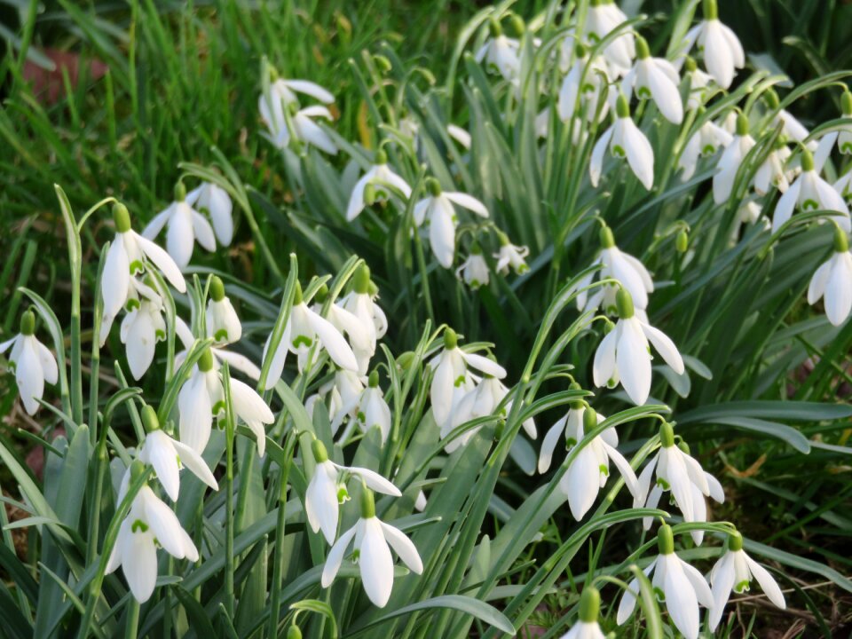 Leaf season snowdrops