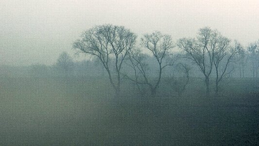 Tree nature withered tree photo