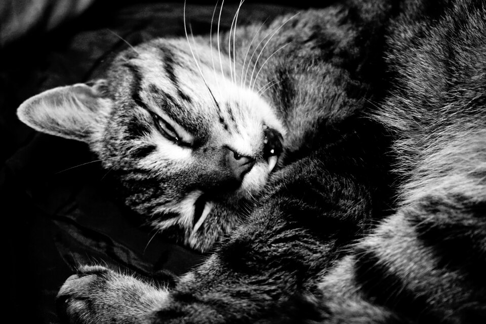 Black and white sw domestic cat