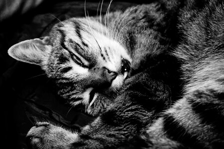 Black and white sw domestic cat photo