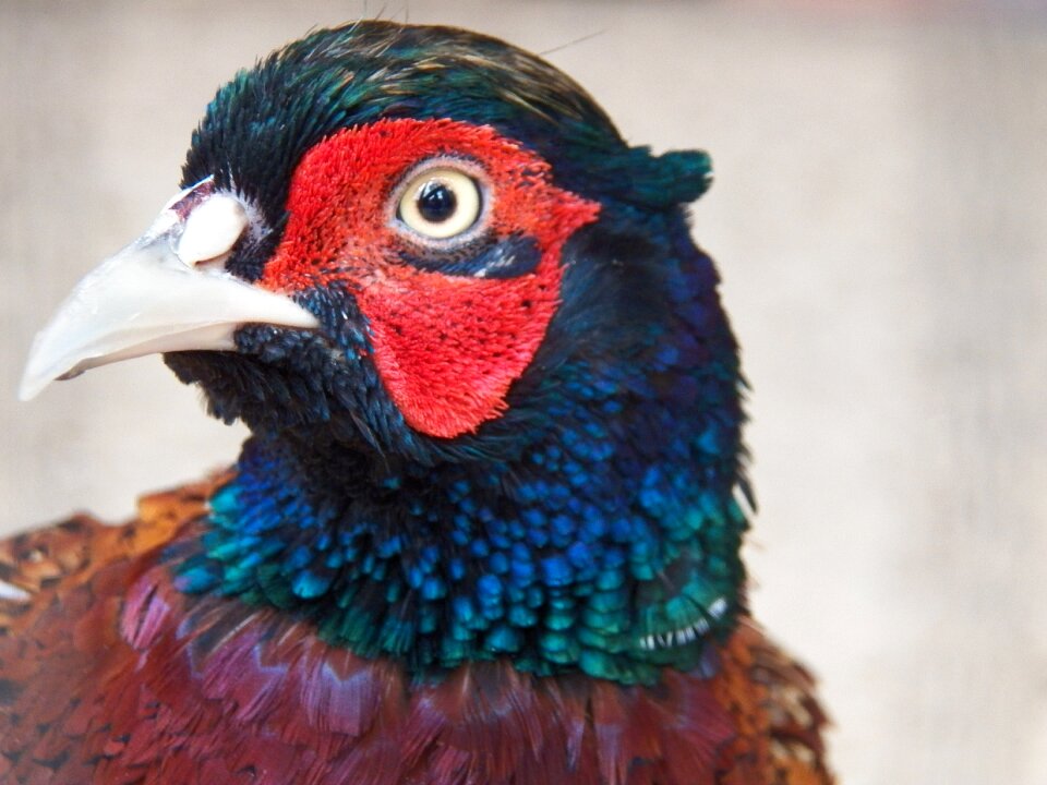 Bird pen nature