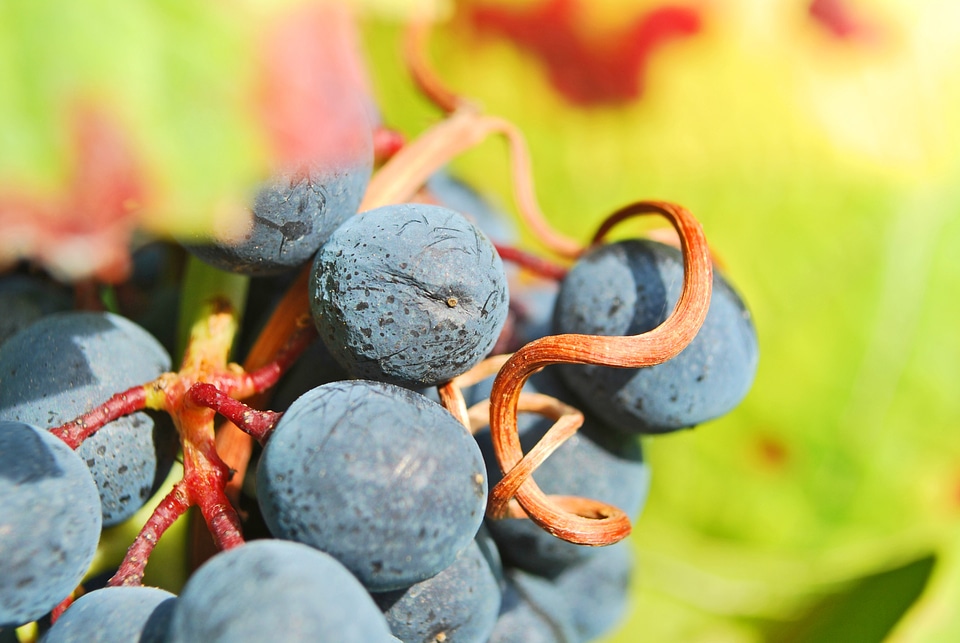 Grape rebstock vine