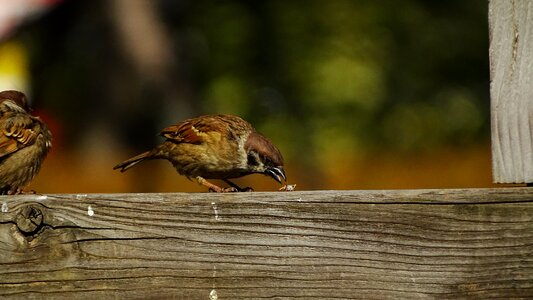 Animal wood outdoors