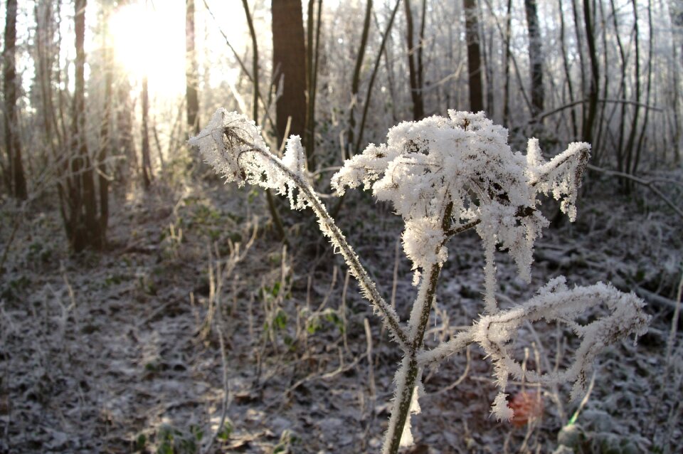 Wood season frozen photo