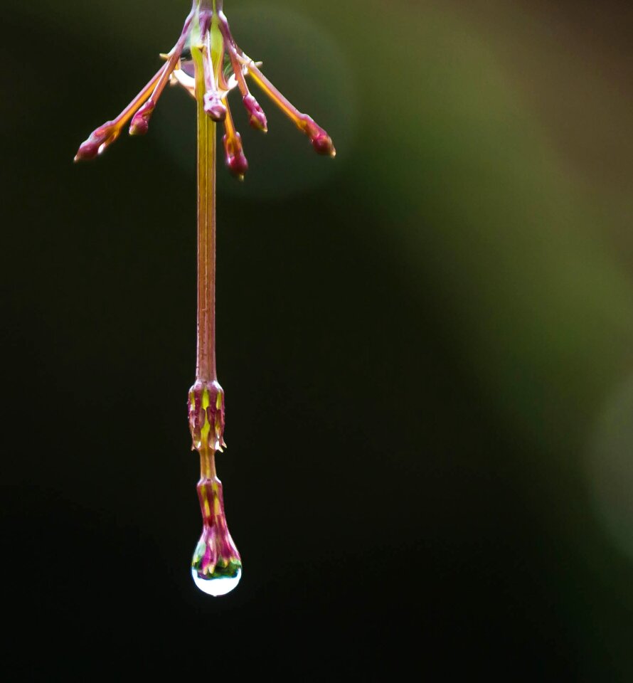 Flower drop wild flower