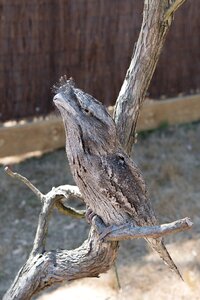 Wildlife animal nocturnal