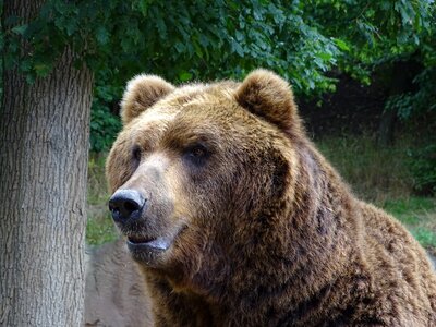 Nature animal dangerous