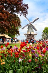 Netherlands tulips