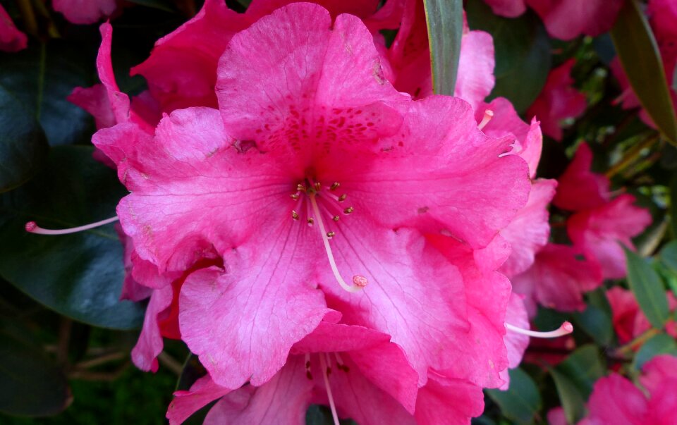 Nature plant garden
