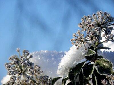 Outdoors flower snow