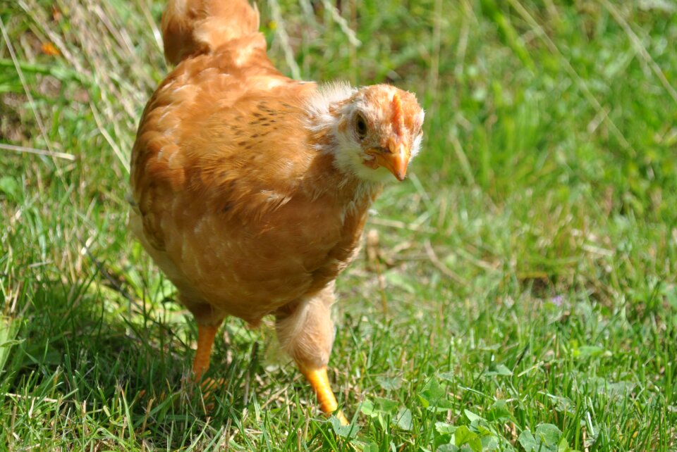 Grass bird animal world