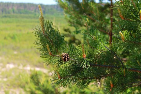 Tree pine needles photo