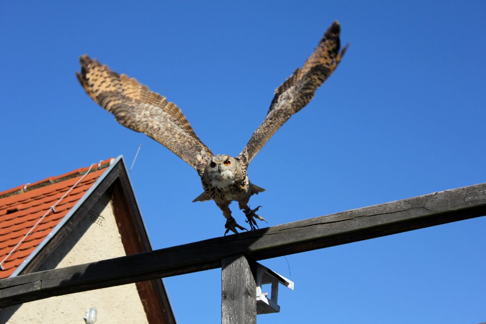 Owl flying nature
