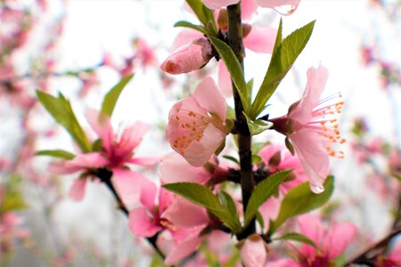 Branch tree nectarine