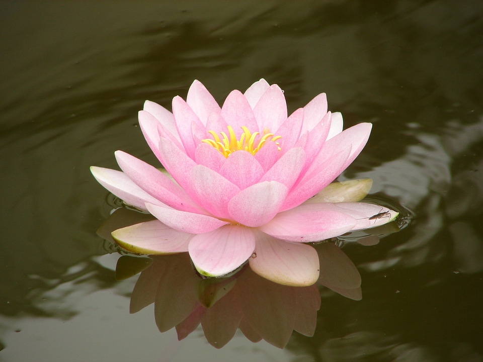 Pink flower blossom