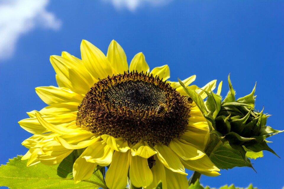 Flower summer sunflower