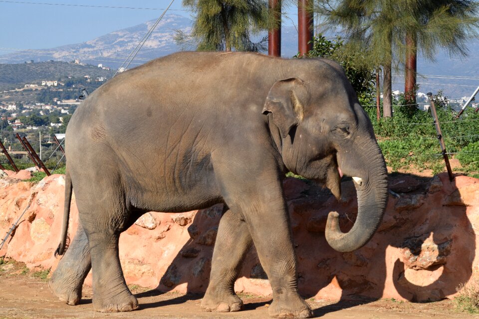 Elephant athena Free photos