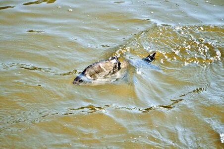 River volga muddy water
