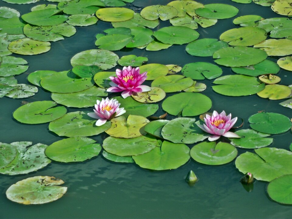 Nature summer flower