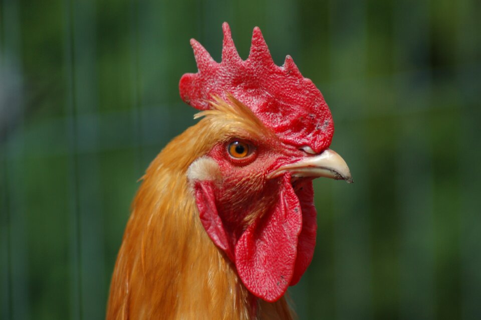 Cock comb domestic fowl