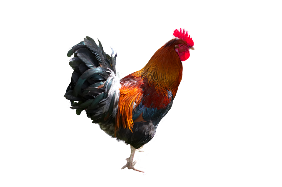 Poultry gockel livestock