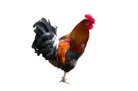 Poultry gockel livestock photo