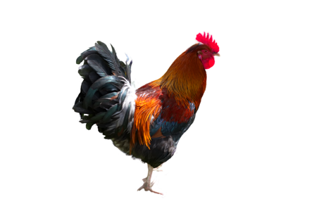 Poultry gockel livestock