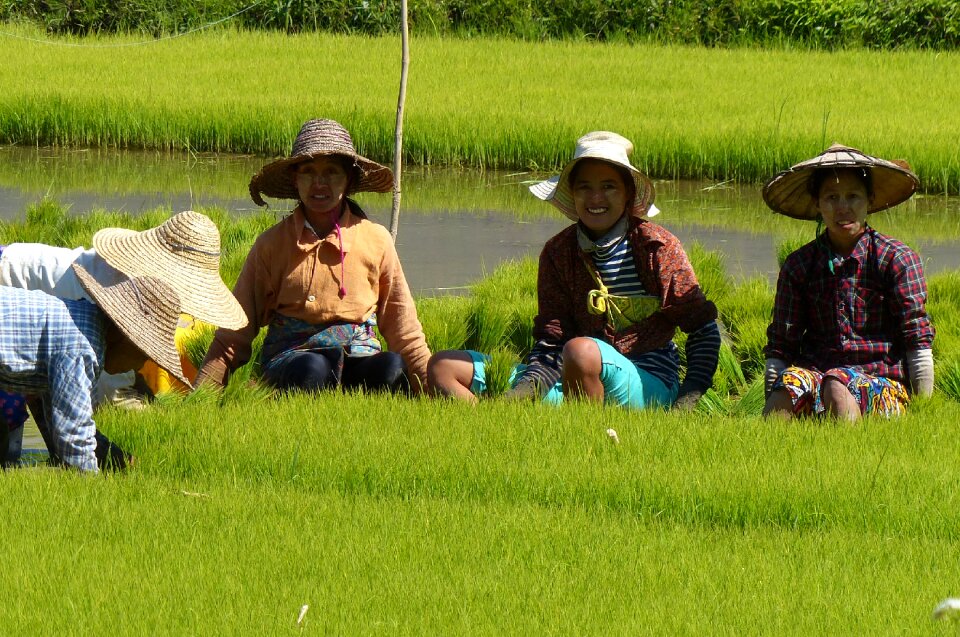 Paddy farm photo