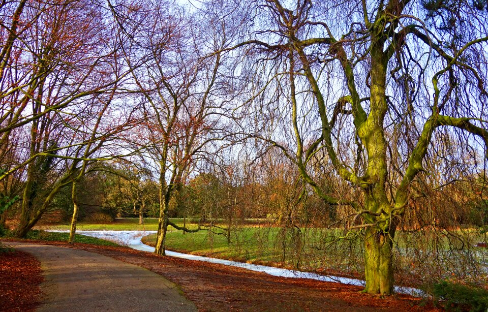 Bare trees winter moat