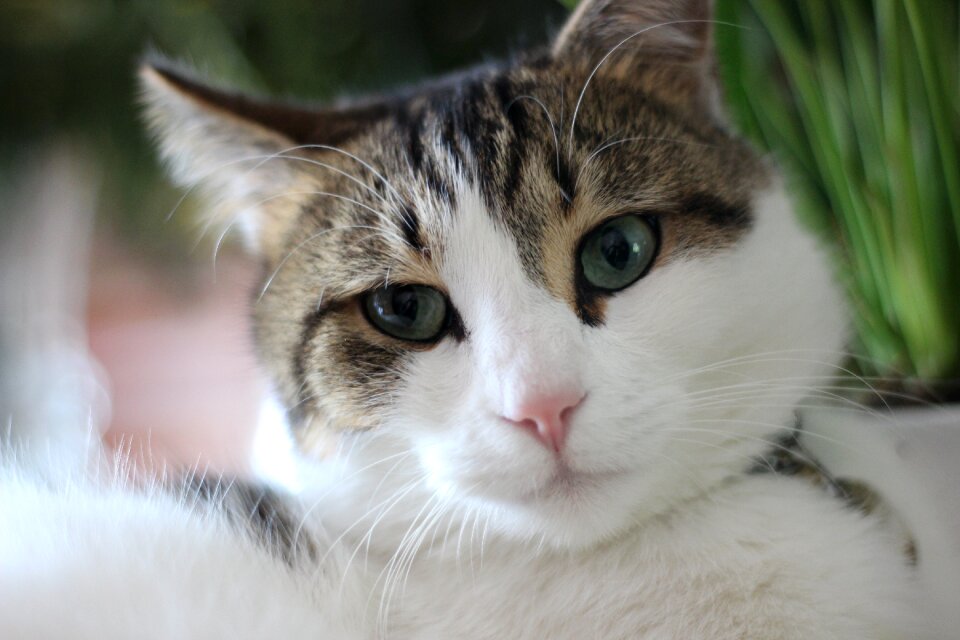 Mammal cat portrait