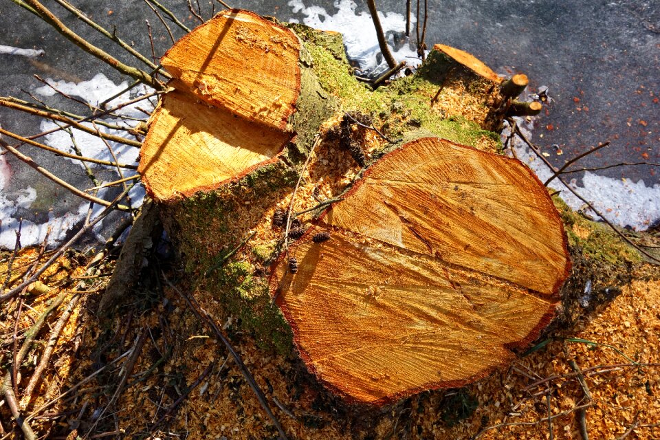 Chopped sawed chopped down