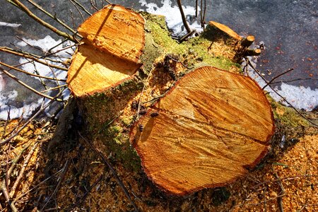 Chopped sawed chopped down