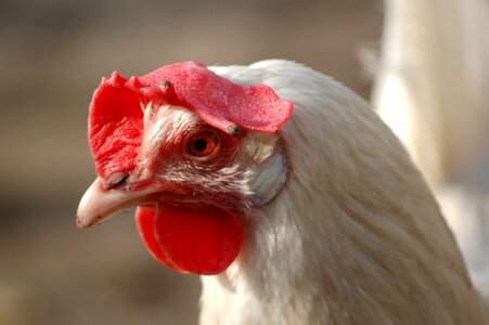 Portrait beak closeup