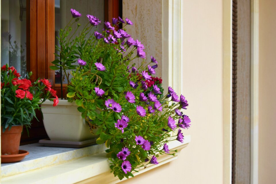 Flower vase Free photos