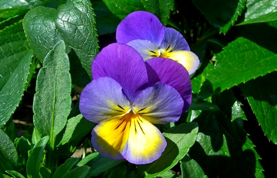 Plant flower pansy