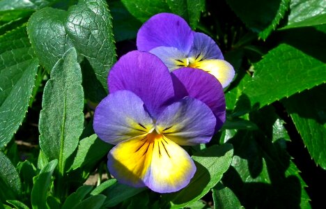 Plant flower pansy photo